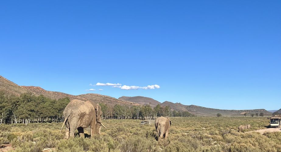 Kruger NP olifanten Zuid Afrika groepsrondreis 8